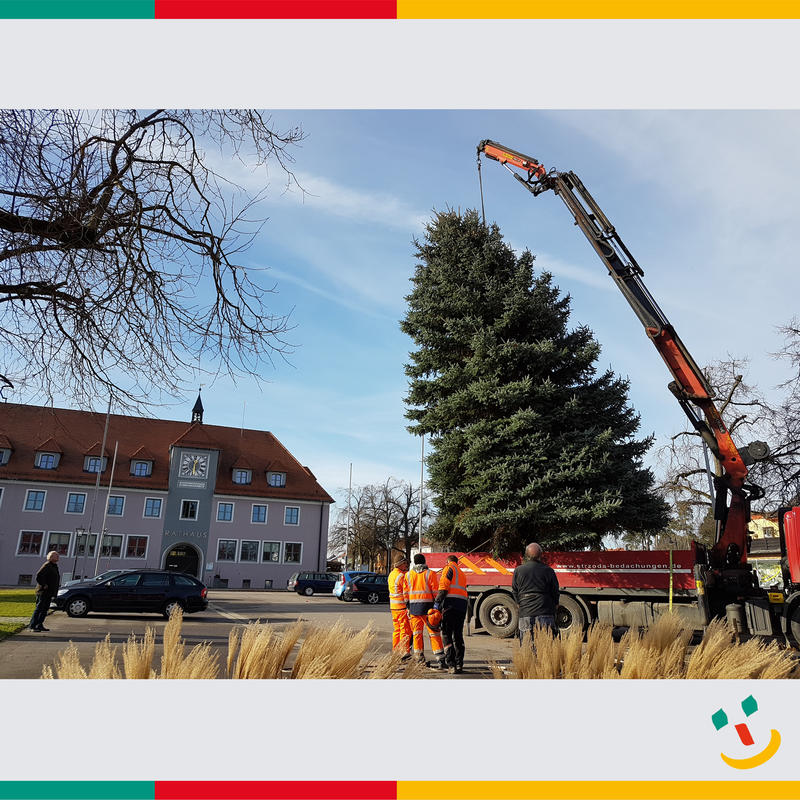 Der Maxhütter Weihnachtsbaum vor dem Rathaus wird aufgestellt