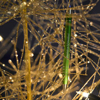 Bild vergr&ouml;&szlig;ern: Weihnachtsmarkt 2017