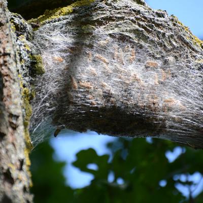Bild vergrern: Nest des Eichenprozessionsspinner