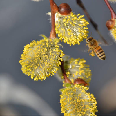 Bild vergr&ouml;&szlig;ern: Rettet die Bienen