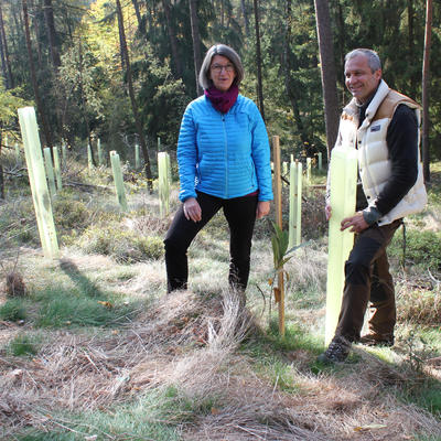 Bild vergrern: Neue Bume fr den Stadtwald: Das Bild zeigt Brgermeisterin Dr. Susanne Plank mit Frster Reinhold Weigert vor Ort bei den Anpflanzungen.