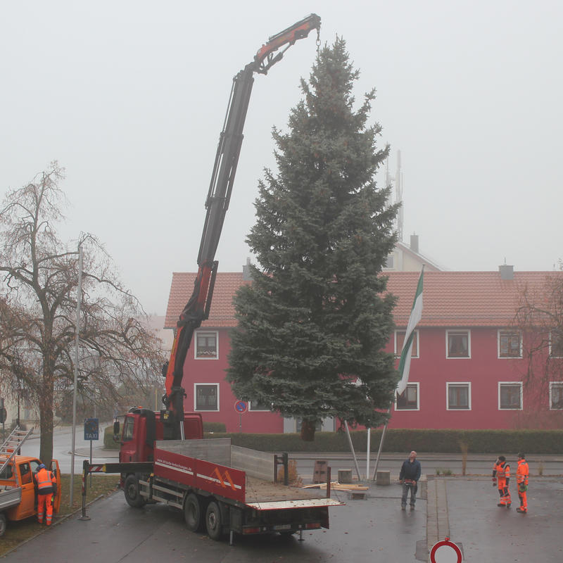 Der Christbaum beim Rathaus wird aufgestellt (2019).