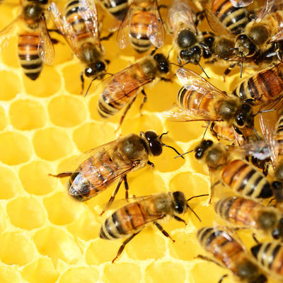 Bild vergrern: Ein Besuch beim Lehrbienenstand