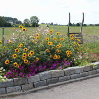 Bild vergr��ern: Sommerblumen in Ponholz mit Dekoration