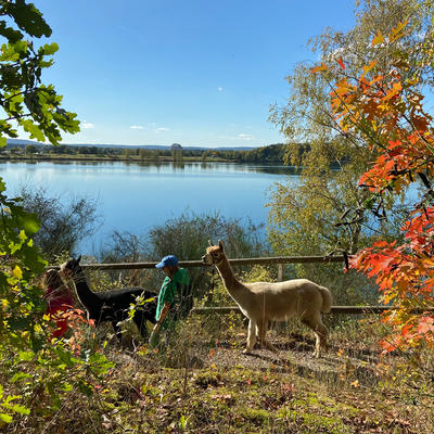 Bild vergrern: Zusammen mit vier flauschigen Alpakas ging es im Rahmen des Jugendprogramms der Stadt Maxhtte-Haidhof auf eine Alpaka-Wanderung am Steinberger See.