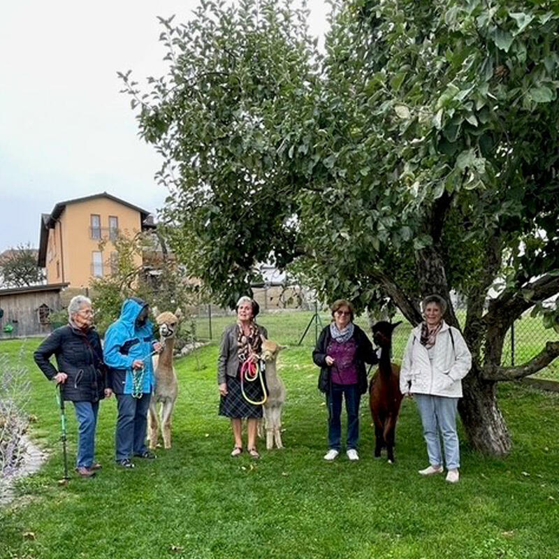 Maxhütter Senioren besuchten die Alpakas in Leonberg