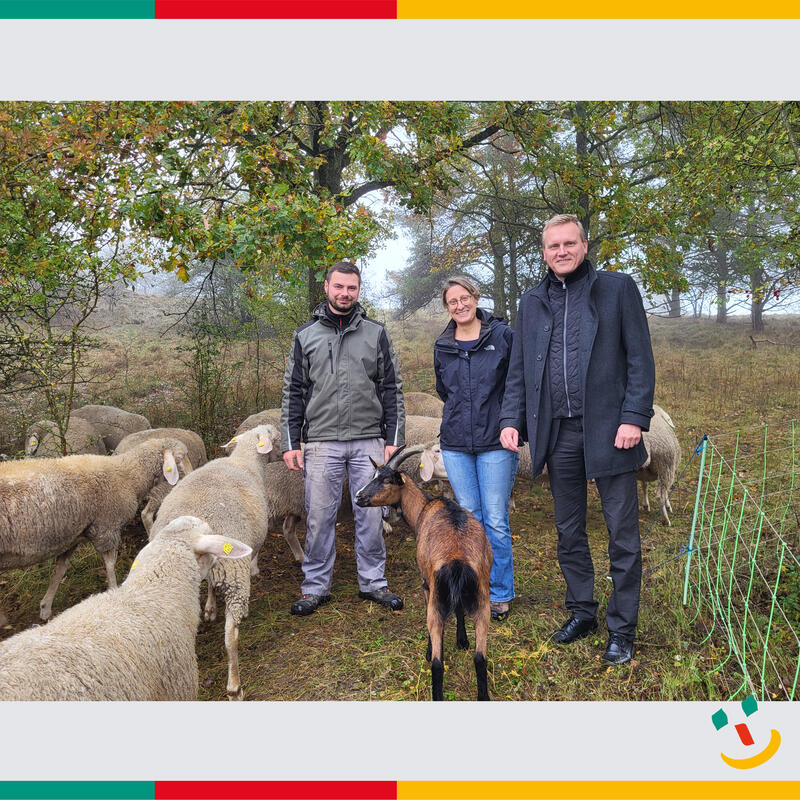 Natürliche Beweidung der Magerrasenfläche am Kalvarienberg mit Schafen und Ziegen