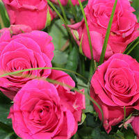 Bild vergr��ern: Rosenball 2016 - wunderbar
