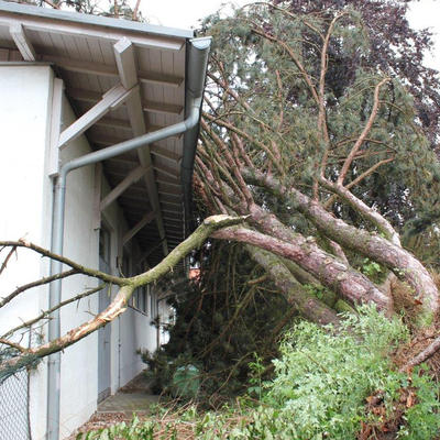 Bild vergrern: Whrend des Unwetters fiel ein Baum auf die Turnhalle der Mittelschule Maxhtte-Haidhof.
